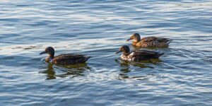 Lær krydsordsforkortelserne: Nøglen til hurtigere løsninger