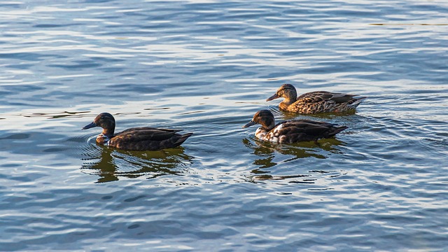 Lær krydsordsforkortelserne: Nøglen til hurtigere løsninger
