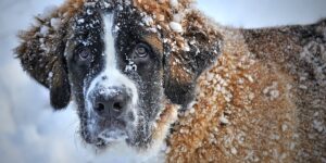 Gør din hund klar til vinteren med en varm og funktionel hundejakke